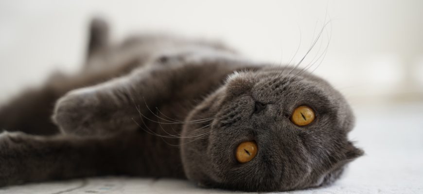 Шотландский вислоухий котик лежит на спине и кайфует