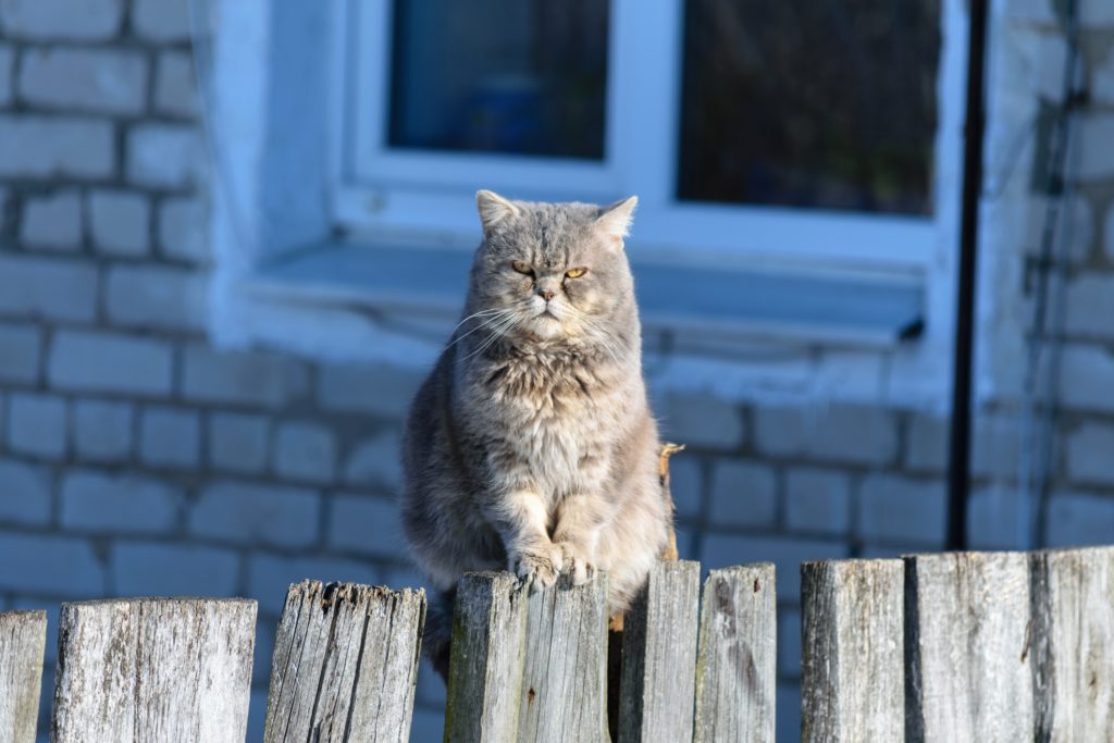 Толстый серый кот сидит на деревянном заборе