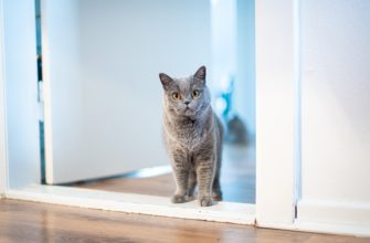 Серый кот в дверном проёме