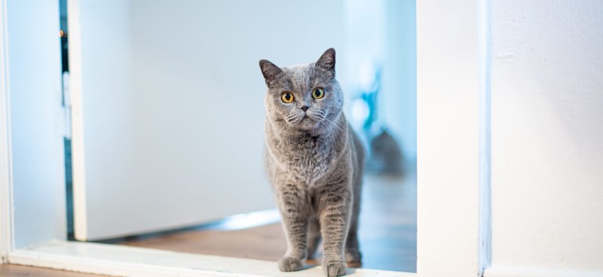 Серый кот в дверном проёме