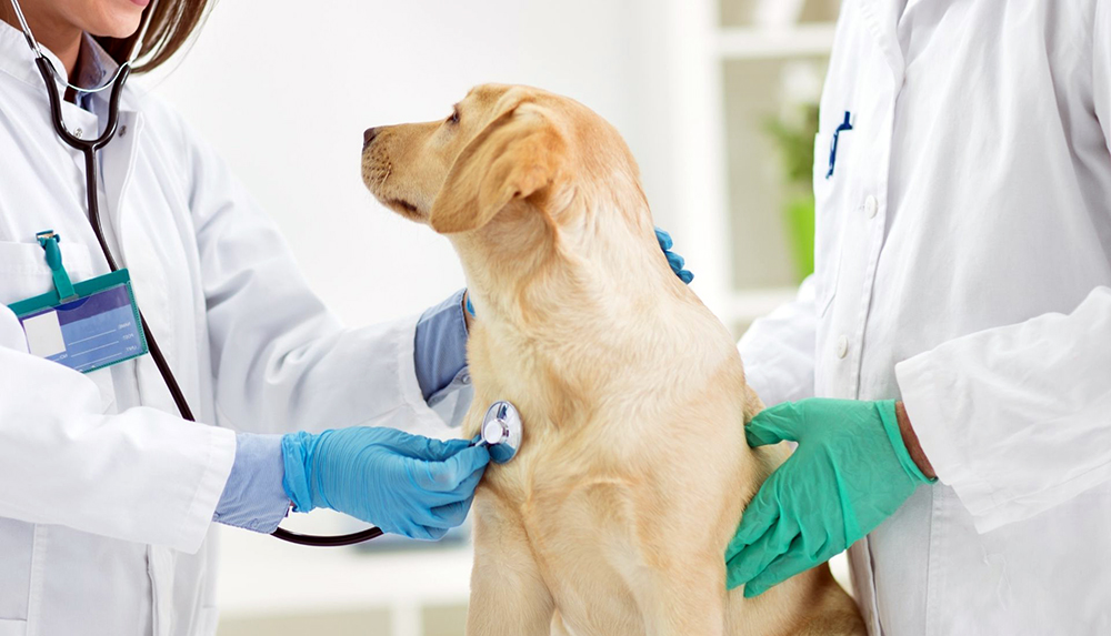 analizy i obsledovaniya pered priemom u veterinara polnaya podgotovka k vizitu