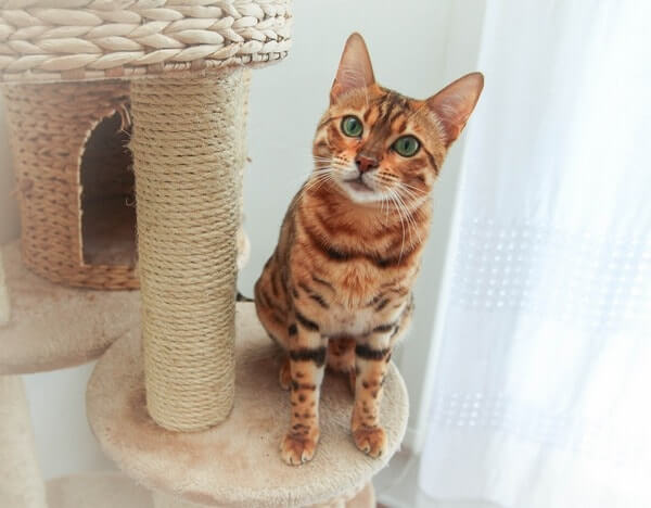bengalskaya koshka dikaya krasota v domashnem uyute 1