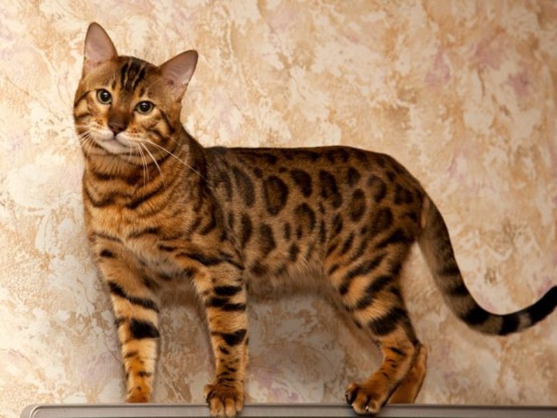 bengalskaya koshka dikaya krasota v domashnem uyute