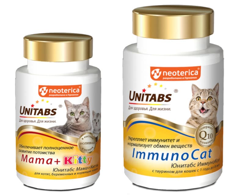 beremennost u koshki pitanie i vitaminy dlya zdorovogo potomstva