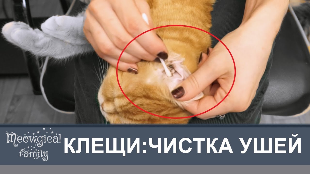chistka ushey u koshek s dlinnoy sherstyu polnoe rukovodstvo