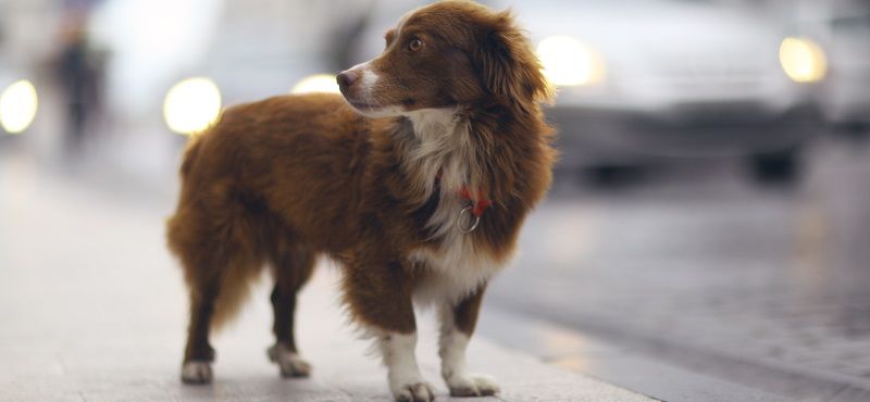 chto delat esli vash pitomets boitsya veterinara