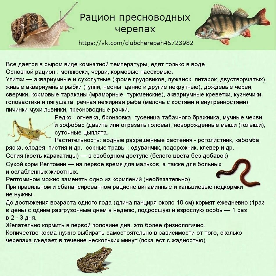deshevo i serdito mozhno li nayti kachestvennyy korm dlya zhivotnyh po dostupnoy tsene