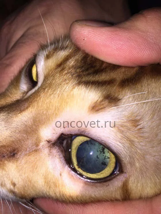 diagnostika zabolevaniy glaz u koshek na rannih stadiyah vse chto nuzhno znat vladeltsu