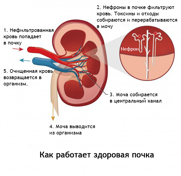 diagnostika zabolevaniy mochevydelitelnoy sistemy u koshek polnyy gayd dlya vladeltsev