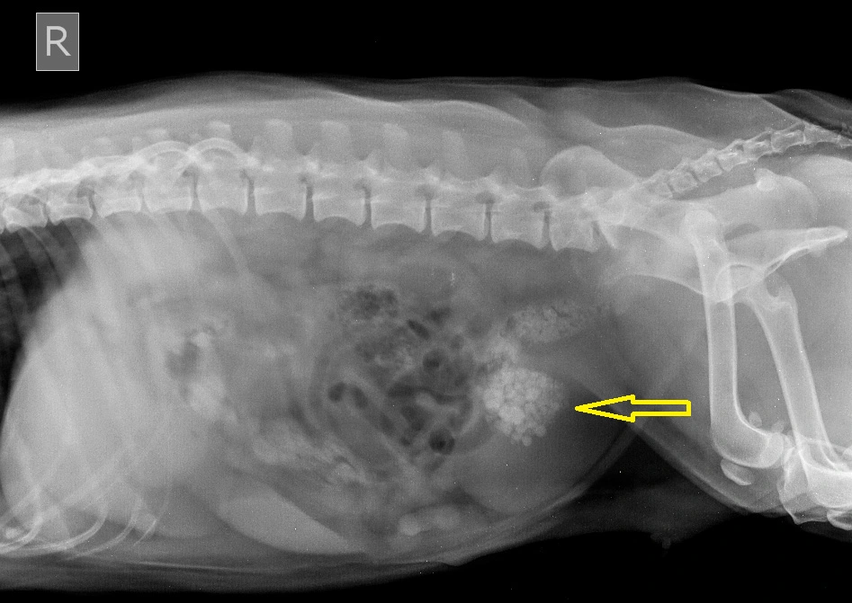 diagnostika zabolevaniy mochevyvodyaschih putey u koshek s ispolzovaniem ultrazvuka