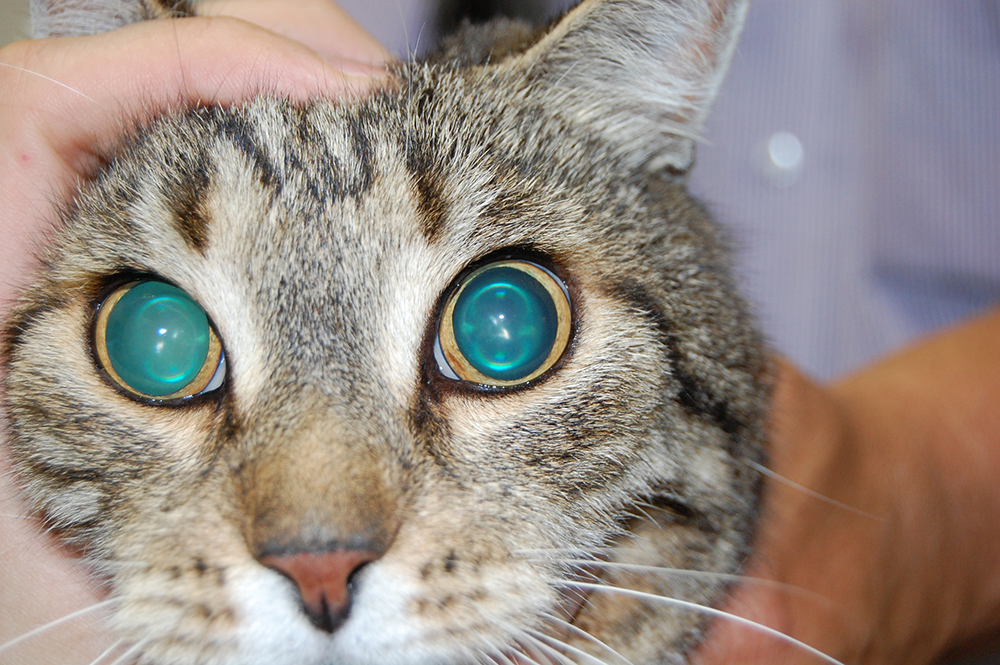 differentsialnaya diagnostika kardiomiopatiy u koshek slozhnaya zadacha dlya veterinarnogo kardiologa