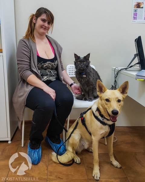 effektivnye metody snizheniya stressa u koshek sovety veterinarnogo eksperta