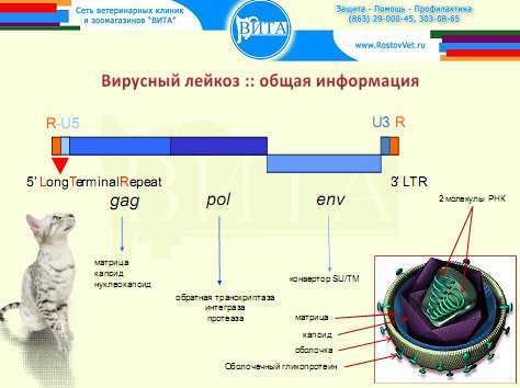 geneticheskie faktory opredelyayuschie allergennost koshek razgadka tayny koshachey allergii