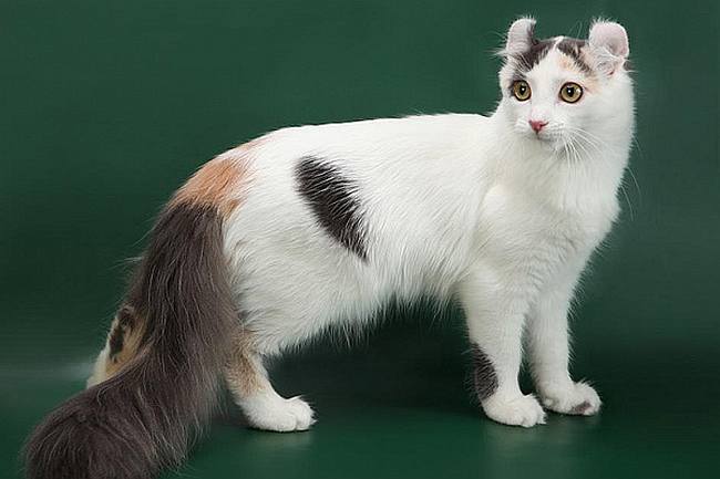 geneticheskie osnovy dliny shersti u koshek ot korotkosherstnyh do dlinnosherstnyh
