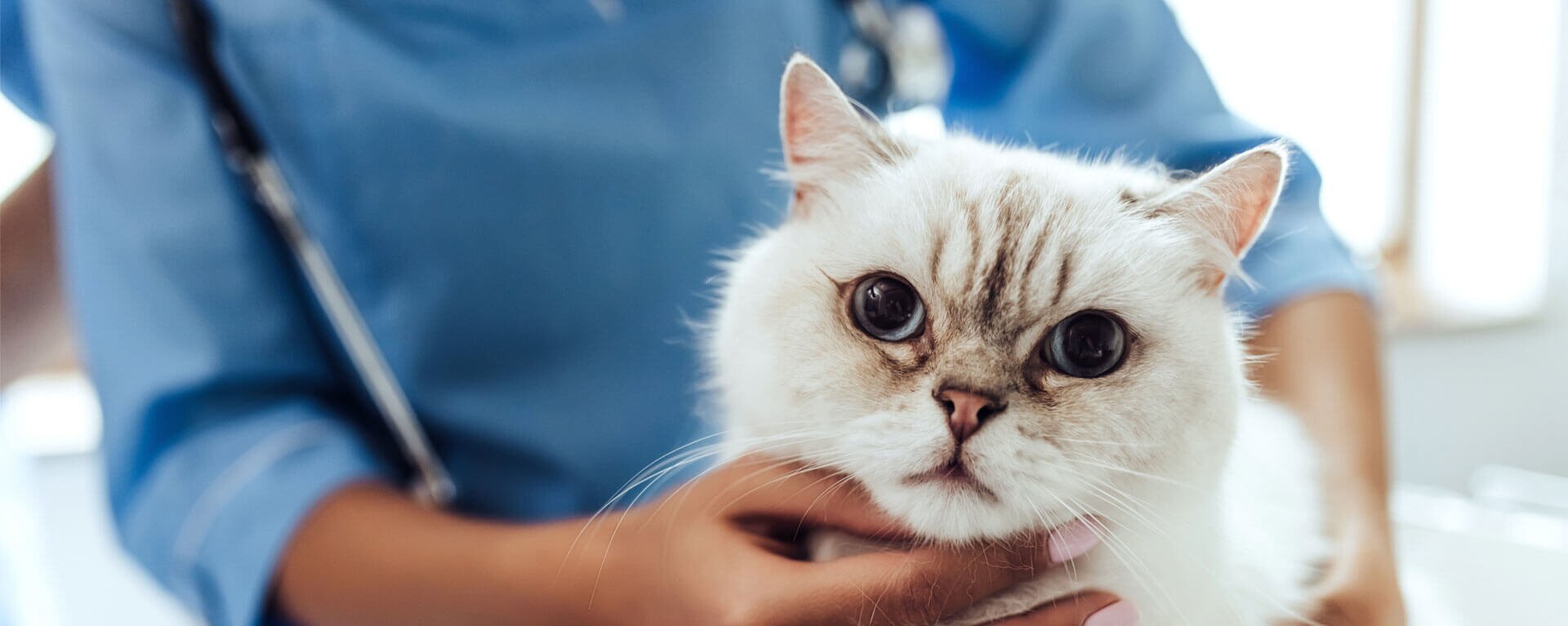 gigiena koshki posle sterilizatsii vazhnye sovety i rekomendatsii