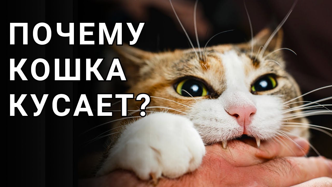 igra ili agressiya razgranichenie koshachih igr