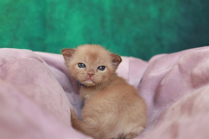 imya dlya koshki sovety ekspertov felinologov