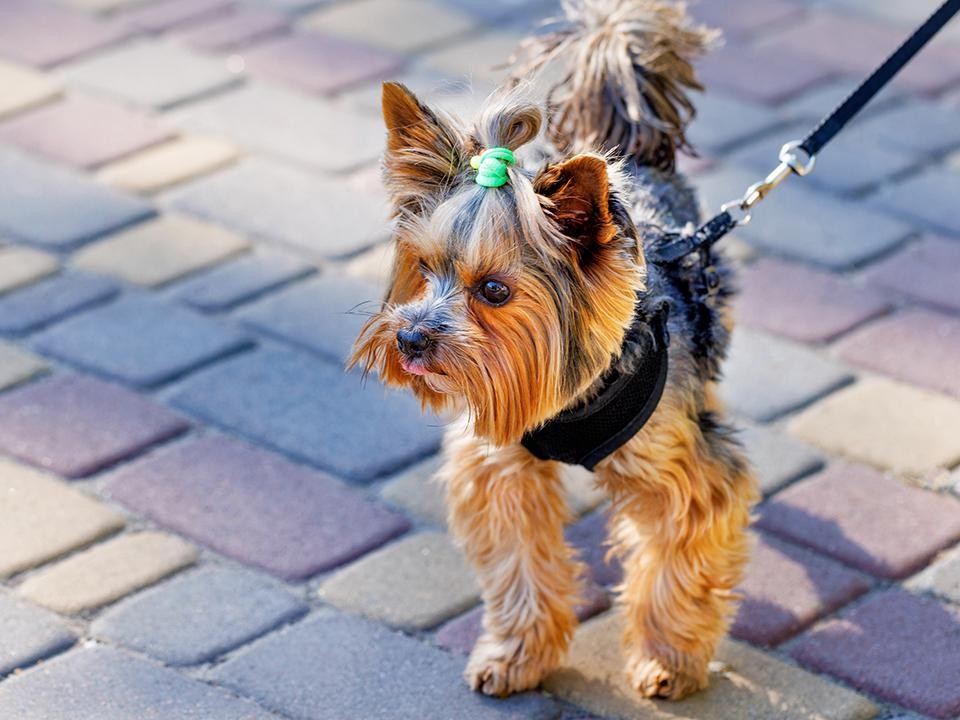 kak podgotovit pitomtsa k poezdke k veterinaru sovety eksperta