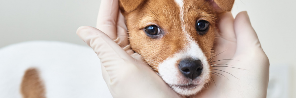 kak podgotovitsya k pervomu vizitu k veterinaru