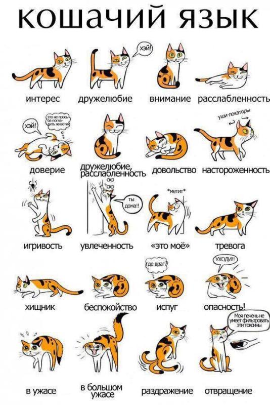 kak ponyat kogda koshka igraet a kogda zlitsya