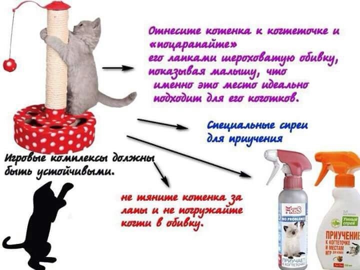 kak priuchit koshku k strizhke kogtey s rannego vozrasta polnoe rukovodstvo