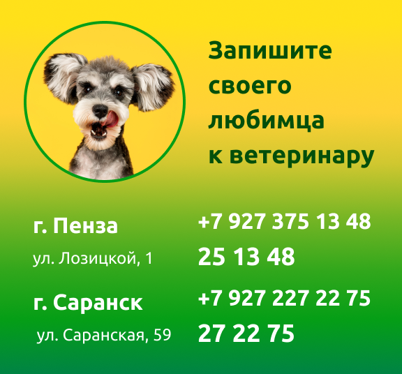 kak vybrat luchshuyu veterinarnuyu kliniku dlya vashego pitomtsa