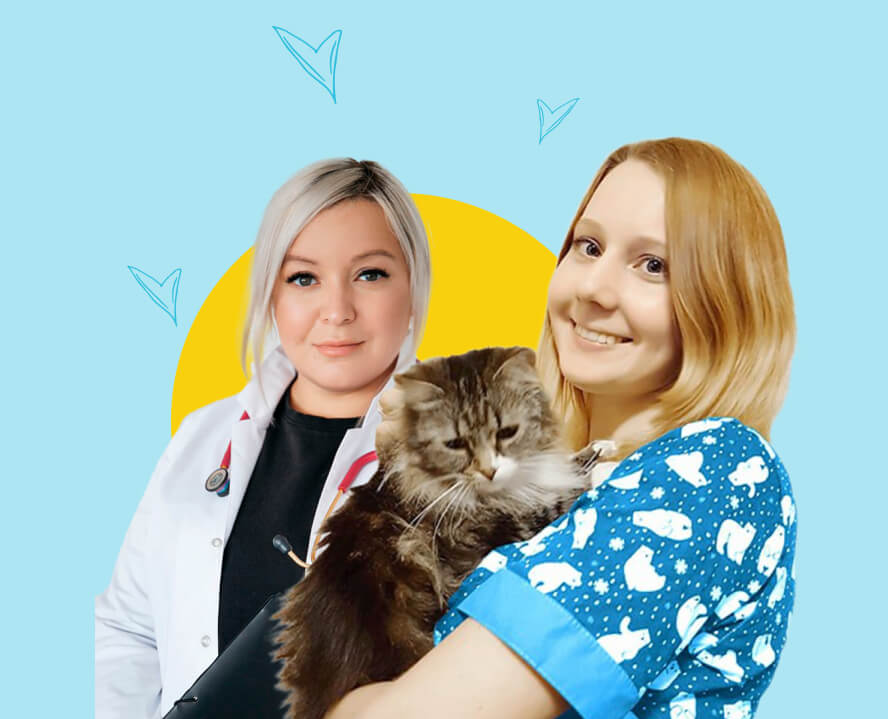 kak vybrat pravilnogo veterinara dlya vashego pitomtsa