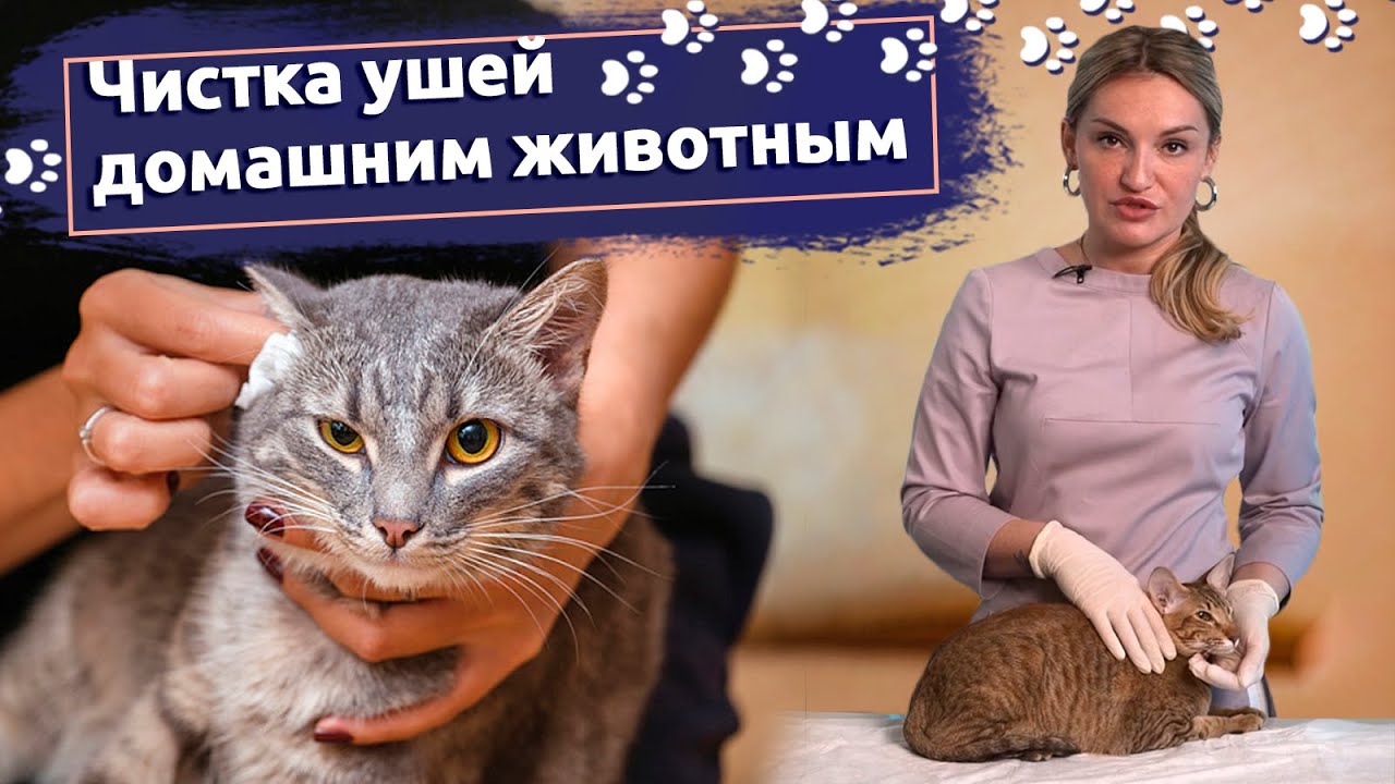 kogda neobhodima veterinarnaya pomosch pri chistke ushey koshki
