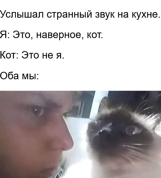 koshki i poltergeyst mif ili realnost