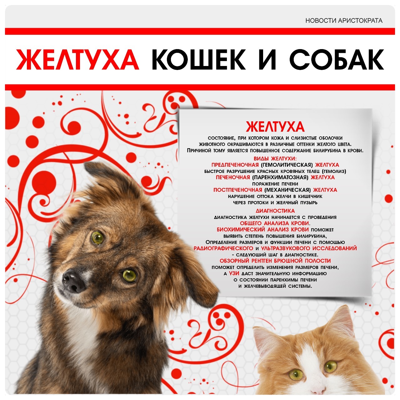 kozhnye zabolevaniya u koshek raspoznavanie i diagnostika