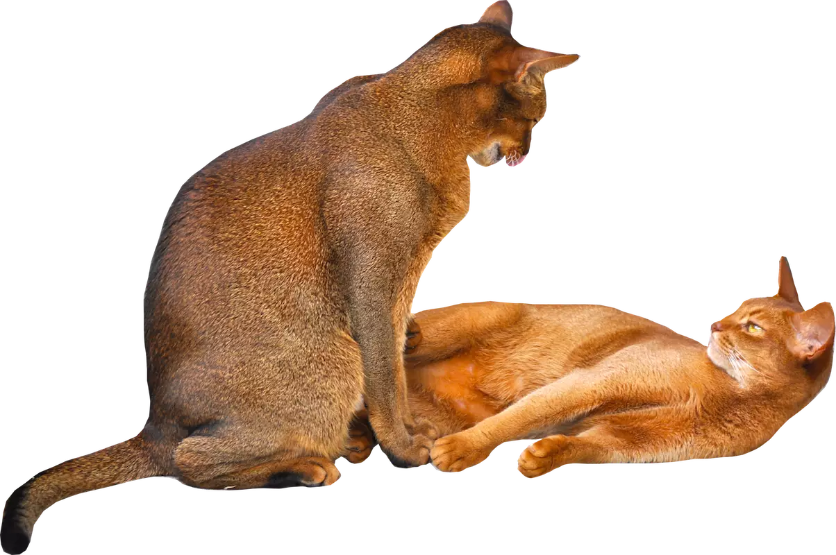 kriterii vybora kotenka zdorove temperament i sotsialnaya adaptatsiya