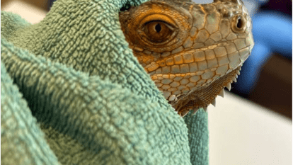kriterii vybora veterinarnoy kliniki dlya ekzoticheskih zhivotnyh