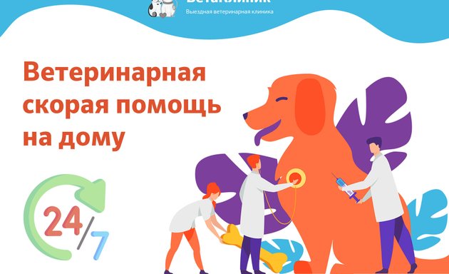 kruglosutochnaya veterinarnaya pomosch kak vybrat nadezhnuyu kliniku