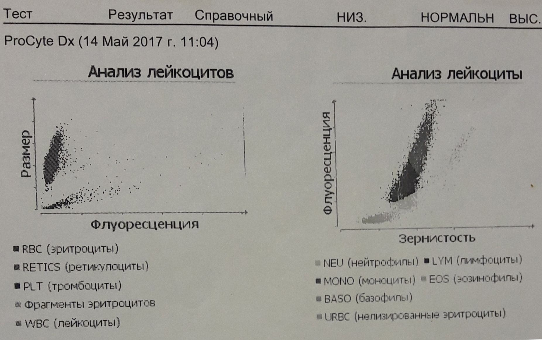leykoz koshek simptomy diagnostika i effektivnye metody borby