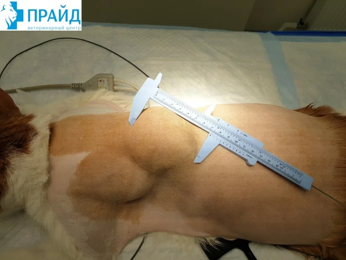 liposarkoma u koshek osobennosti lecheniya i prognoz