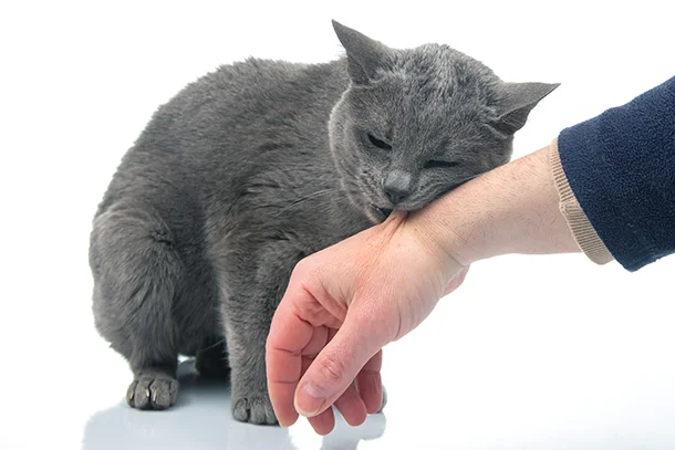 metody predotvrascheniya agressii mezhdu koshkami i drugimi domashnimi pitomtsami