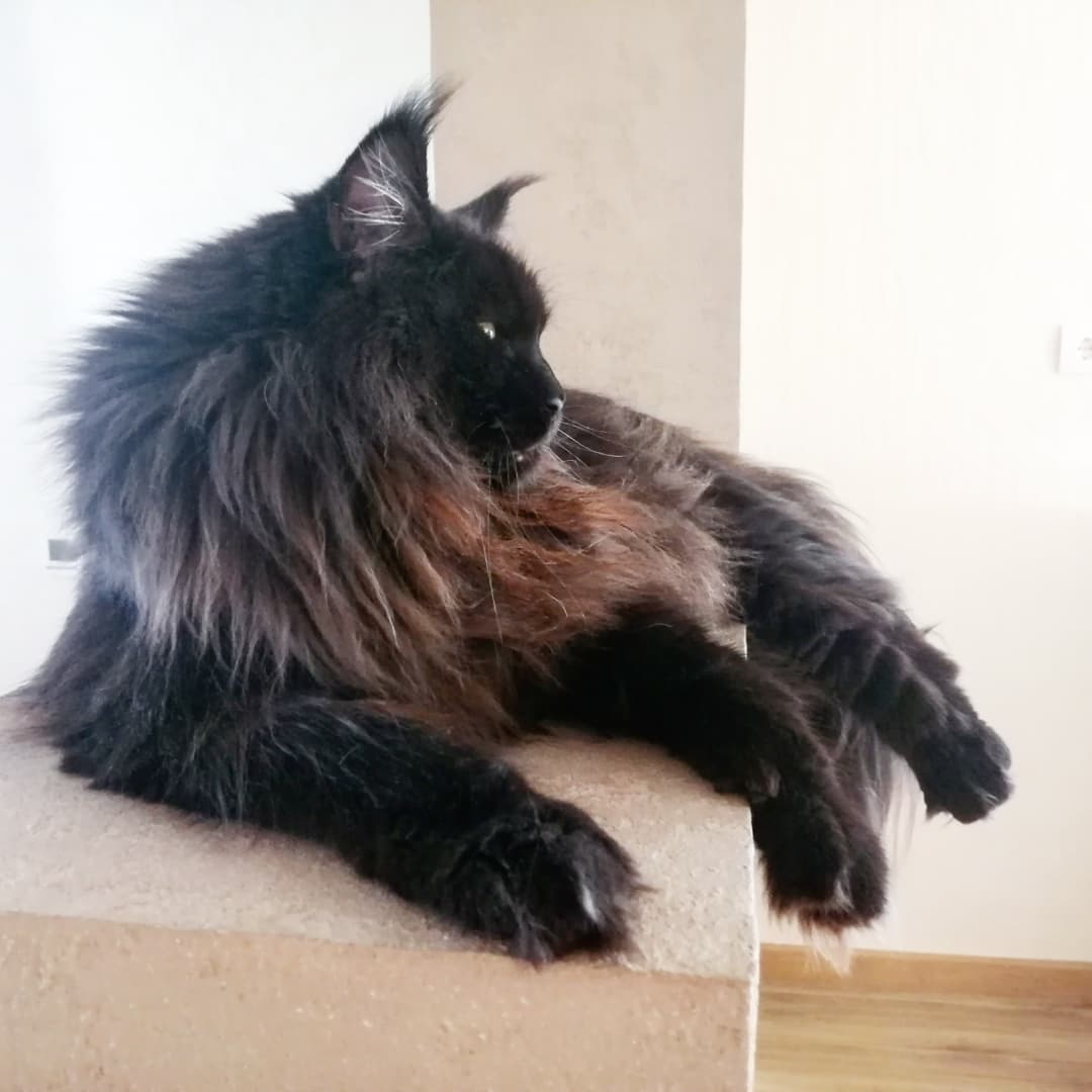 meyn kun dobryy gigant sredi koshachih