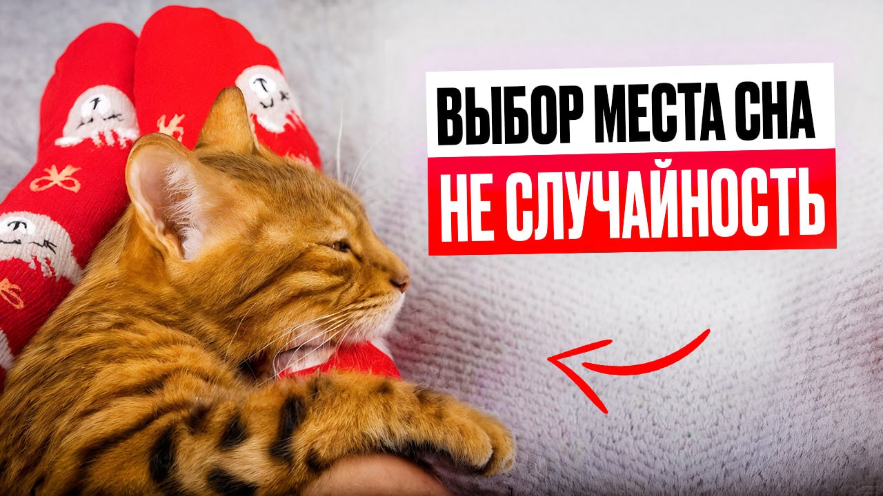 minimizatsiya riska zarazheniya parazitami pri syroedenii koshek
