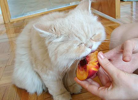 mneniya veterinarov o veganstve dlya koshek mif ili realnost