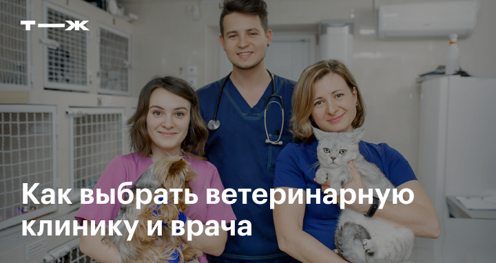 na chto obratit vnimanie pri vybore veterinarnoy kliniki