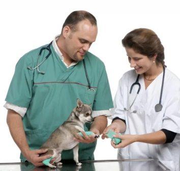 neobhodimye protsedury pered vizitom k veterinaru polnoe rukovodstvo