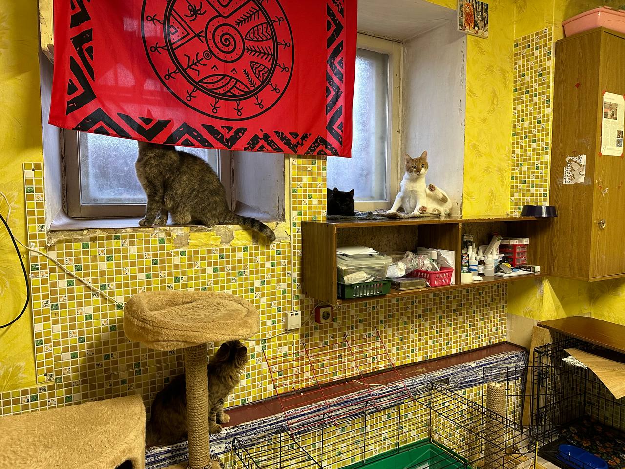 obespechenie bezopasnosti koshki v gorodskoy kvartire prakticheskoe rukovodstvo