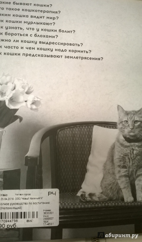 obespechenie bezopasnosti koshki vo vremya puteshestviy polnoe rukovodstvo