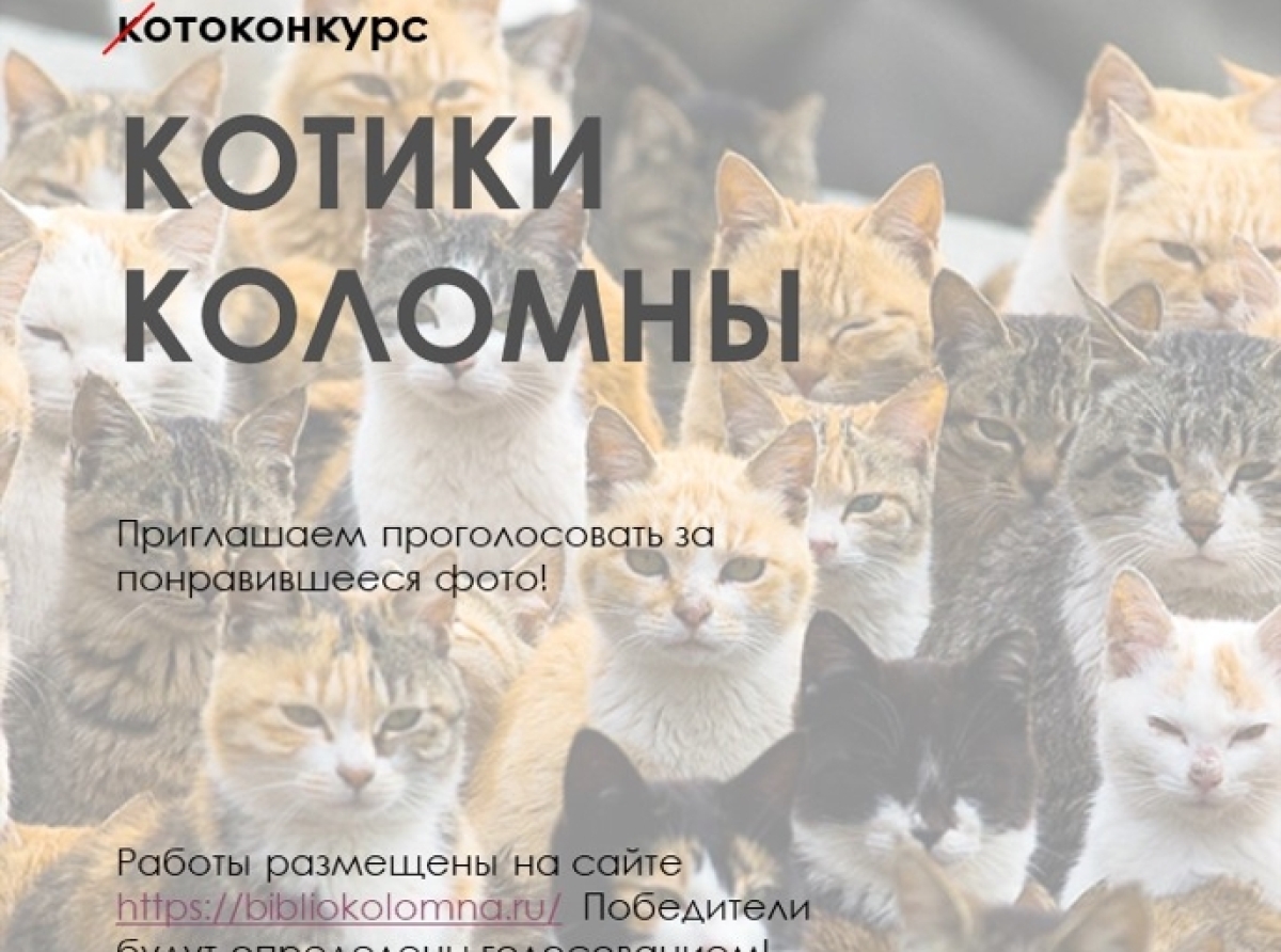 obrabotka fotografiy koshek v graficheskih redaktorah ot milogo do epicheskogo