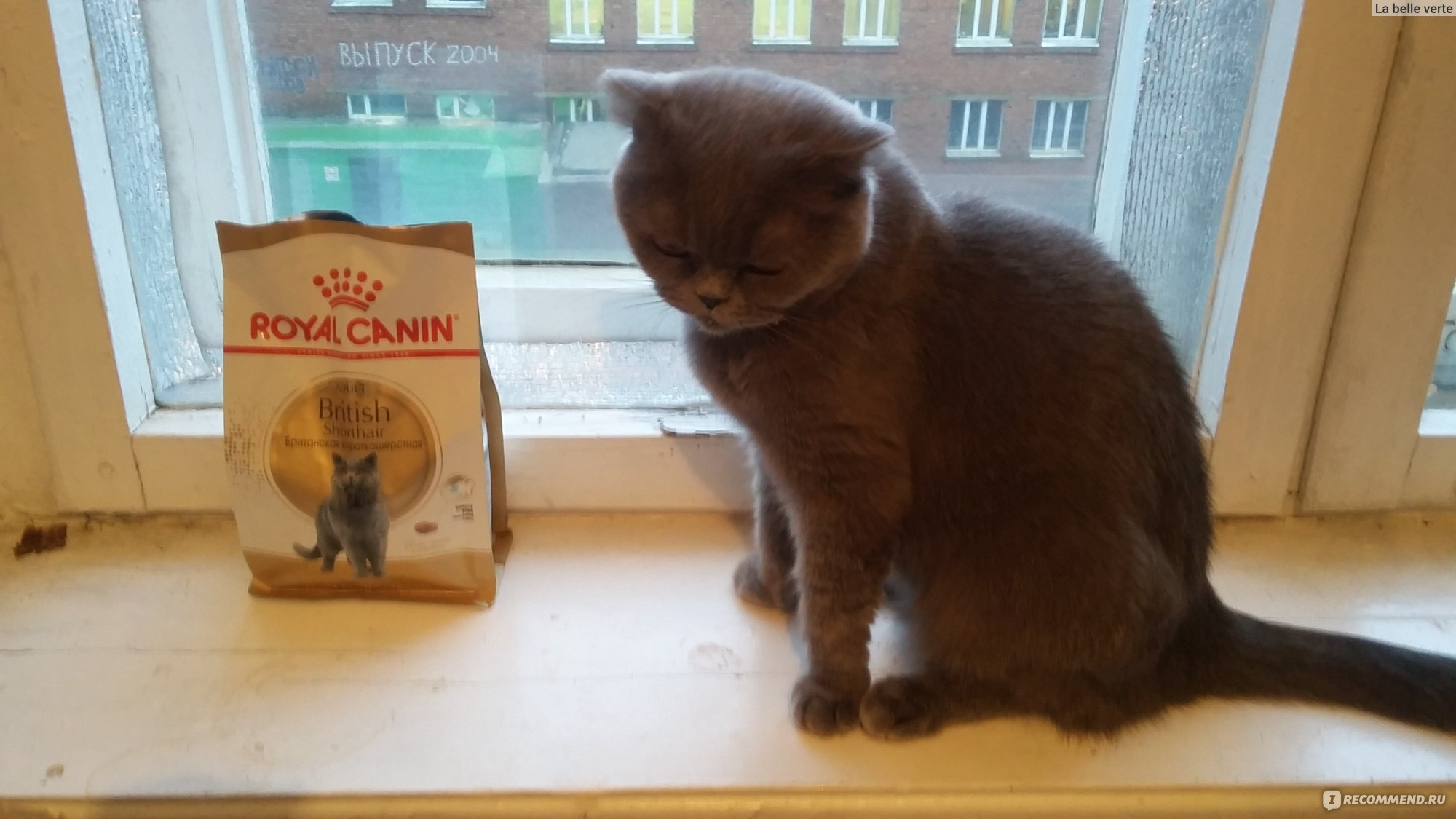 opyt vladeltsev veganskih koshek otzyvy i sovety
