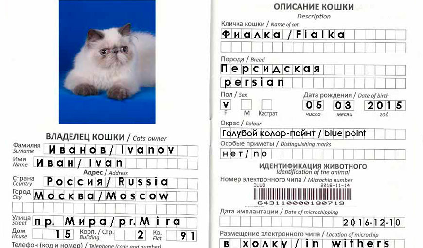 osobennosti puteshestviy s koshkami za granitsu oformlenie dokumentov i razreshitelnaya dokumentatsiya