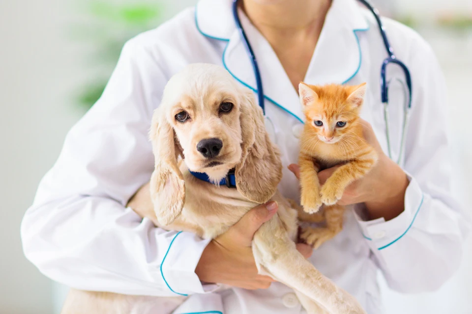 pomosch professionalov kogda nuzhno obratitsya k veterinaru ili felinologu