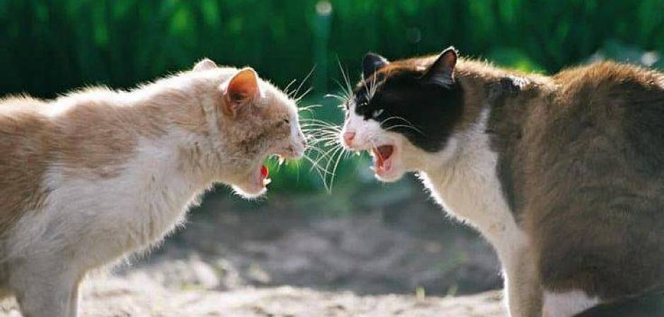 pomosch veterinara pri agressivnom povedenii koshki prichiny i resheniya