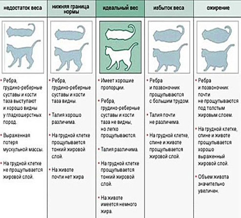 posleoperatsionnyy uhod za sterilizovannymi kastrirovannymi koshkami polnoe rukovodstvo