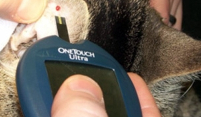povedencheskie izmeneniya u koshek s saharnym diabetom raspoznavanie i upravlenie